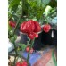 C22 Stinger Pepper Seeds 