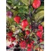 Biquinho Purple Pepper Seeds Biquinho Purple Pepper Seeds