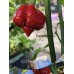 C22 Stinger Pepper Seeds 