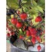 Biquinho Purple Pepper Seeds Biquinho Purple Pepper Seeds