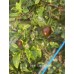Chilli Tepin Cappuccino Pepper Seeds 