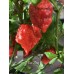 7-Pot Zing Pepper Seeds 