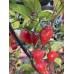 Biquinho Purple Pepper Seeds Biquinho Purple Pepper Seeds