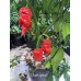 Death spiral Pepper Seeds 