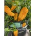 Orange Squash Pepper Seeds Orange Squash Pepper Seeds