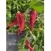 kari Sitanana Pepper Seeds kari Sitanana Pepper Seeds