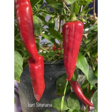 kari Sitanana Pepper Seeds kari Sitanana Pepper Seeds
