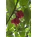 Pepper XXX Pepper Seeds Pepper XXX Pepper Seeds