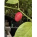 Rocoto Desert Cherry Red Pepper Seeds 
