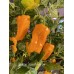 Orange Squash Pepper Seeds Orange Squash Pepper Seeds