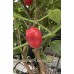 Rocoto Desert Cherry Red Pepper Seeds 