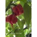Pepper XXX Pepper Seeds Pepper XXX Pepper Seeds
