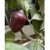 Rocoto Dark Chocolate Pepper Seeds 