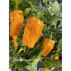 Orange Squash Pepper Seeds Orange Squash Pepper Seeds