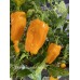 Orange Squash Pepper Seeds Orange Squash Pepper Seeds