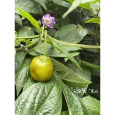 Rocoto Olive Pepper Seeds 