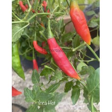 Inca Hot Pepper Seeds