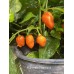 Habanero Francisca Pepper Seeds