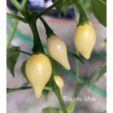 Biquinho White Pepper Seeds Biquinho White Pepper Seeds