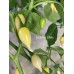 Biquinho White Pepper Seeds Biquinho White Pepper Seeds