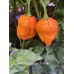 7-Pot Bubble-Gum pumpkin Pepper seeds 7-Pot Bubble-Gum pumpkin Pepper seeds