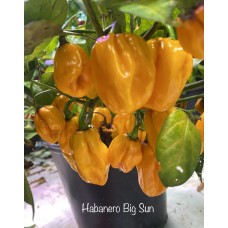 Habanero Big Sun Pepper Seeds 