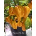 Habanero Big Sun Pepper Seeds Habanero Big Sun Pepper Seeds