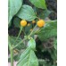 Yellow Fire Pepper Seeds 