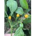 Yellow Fire Pepper Seeds 
