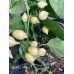Biquinho White Pepper Seeds Biquinho White Pepper Seeds
