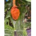 7-Pot Bubble-Gum pumpkin Pepper seeds 7-Pot Bubble-Gum pumpkin Pepper seeds