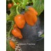 Habanero Francisca Pepper Seeds
