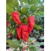 Apocalypse Scorpion Red Pepper Seeds Apocalypse Scorpion Red Pepper Seeds