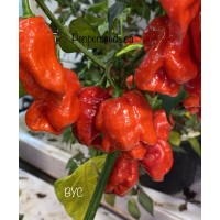 BYC Pepper Seeds 