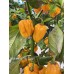 Habanero Big Sun Pepper Seeds Habanero Big Sun Pepper Seeds