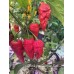 Apocalypse Scorpion Red Pepper Seeds Apocalypse Scorpion Red Pepper Seeds
