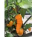 Bhut Jami Orange Pepper Seeds Bhut Jami Orange Pepper Seeds