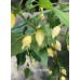 Biquinho White Pepper Seeds Biquinho White Pepper Seeds