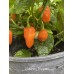 Habanero Francisca Pepper Seeds
