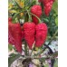 Apocalypse Scorpion Red Pepper Seeds Apocalypse Scorpion Red Pepper Seeds