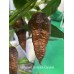 Naganero Scorpion Caramel Pepper Seeds Naganero Scorpion Caramel Pepper Seeds