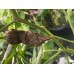 Naganero Scorpion Caramel Pepper Seeds Naganero Scorpion Caramel Pepper Seeds
