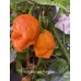7-Pot Bubble-Gum pumpkin Pepper seeds 7-Pot Bubble-Gum pumpkin Pepper seeds