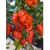 BYC Pepper Seeds 