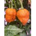 7-Pot Bubble-Gum pumpkin Pepper seeds 7-Pot Bubble-Gum pumpkin Pepper seeds