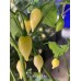 Biquinho White Pepper Seeds Biquinho White Pepper Seeds