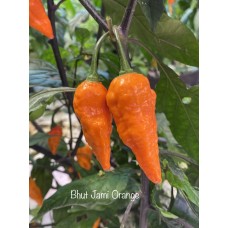 Bhut Jami Orange Pepper Seeds Bhut Jami Orange Pepper Seeds