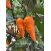 Bhut Jami Orange Pepper Seeds Bhut Jami Orange Pepper Seeds