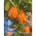 7-Pot Bubble Gum x SRTSL Orange Pepper Seeds 