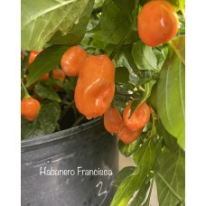 Habanero Francisca Pepper Seeds